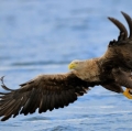 ricci-vittorio-sea-eagle-3