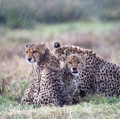 rizzato-pierluigi-cheetah-in-the-rain
