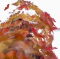 foglie-di-mario-caramanna-10