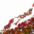 foglie-di-mario-caramanna-11