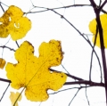 foglie-di-mario-caramanna-22