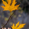 foglie-di-mario-caramanna-23