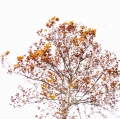 foglie-di-mario-caramanna-5