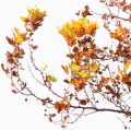 foglie-di-mario-caramanna-6